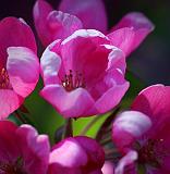 Pink Blossoms_48500